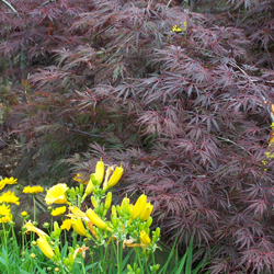 japanesemaple_1