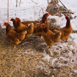 chickens_winter_250x250