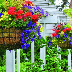 Hanging flower baskets