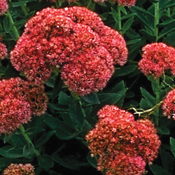 sedum_1