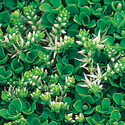 sedum_2