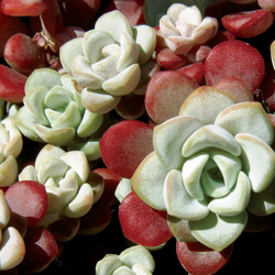 sedum_3