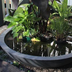 Water Feature