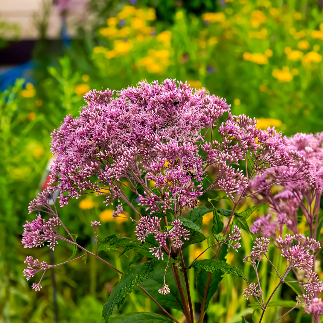 Joe Pye Weed